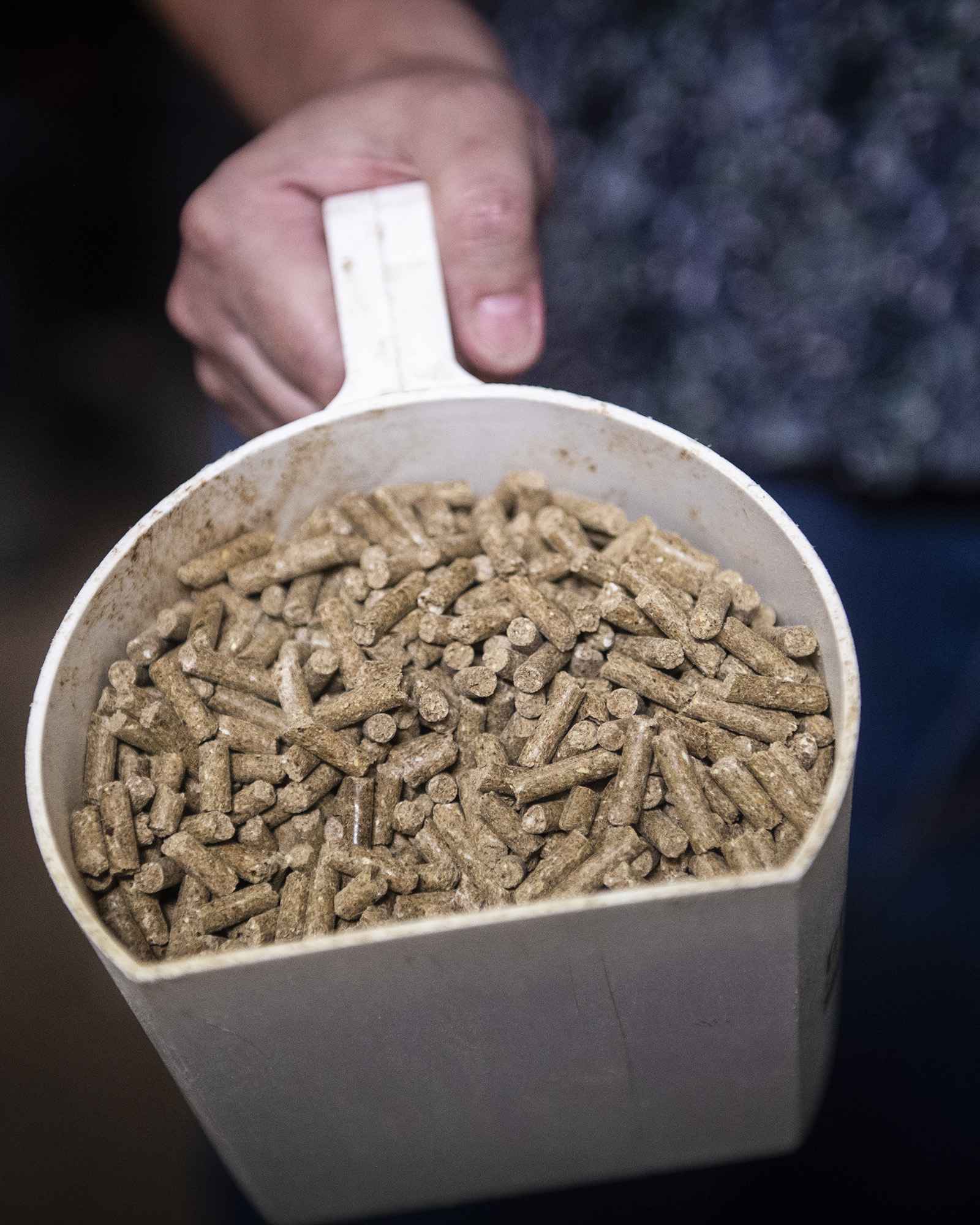 Kraftfoder Foder Pellets 2