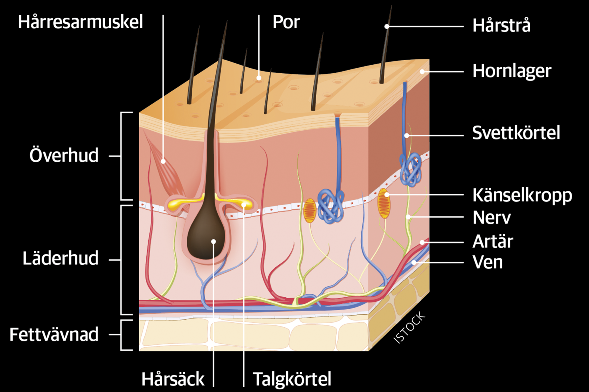 Sk&auml;rmavbild 2024-02-27 Kl. 09.52.49