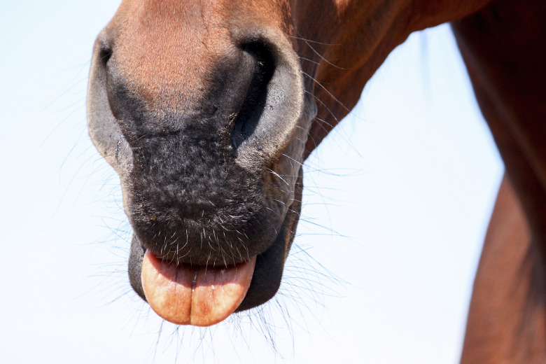 Hästmisshandel stoppade tysk tävling