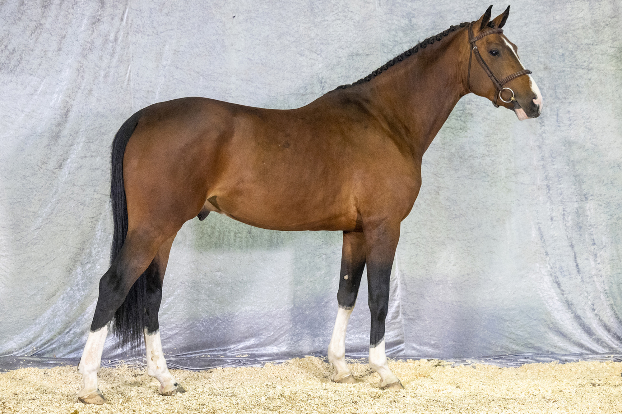 Str&ouml;msholm Bossanova H&auml;stak. Photo: Roland Thunholm Code: 718 35