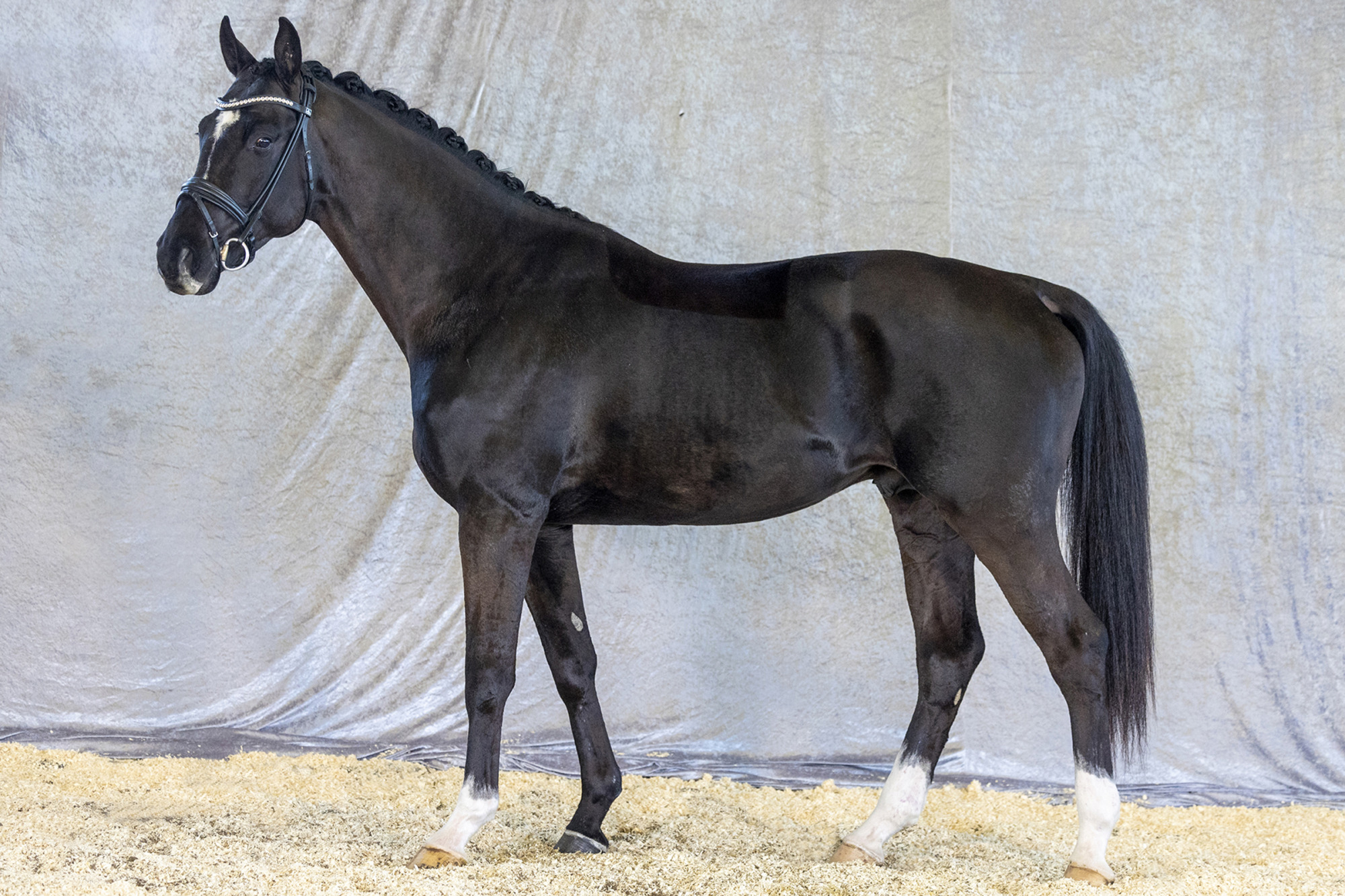 Str&ouml;msholm
Braxton Boyd.
Photo: Roland Thunholm
Code: 718 35