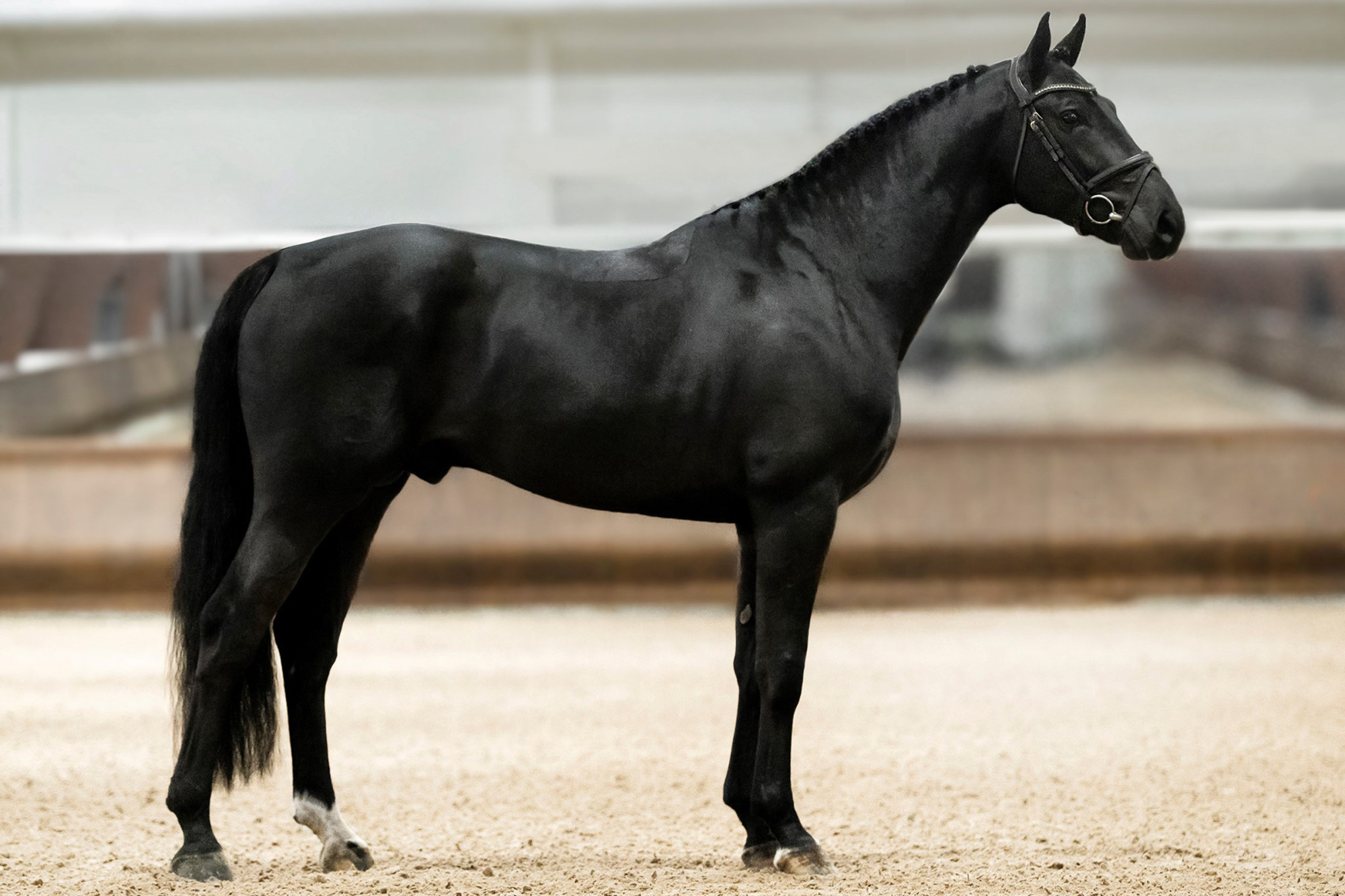 Charif Ek_fotograf Jenna Vainionp&auml;&auml;