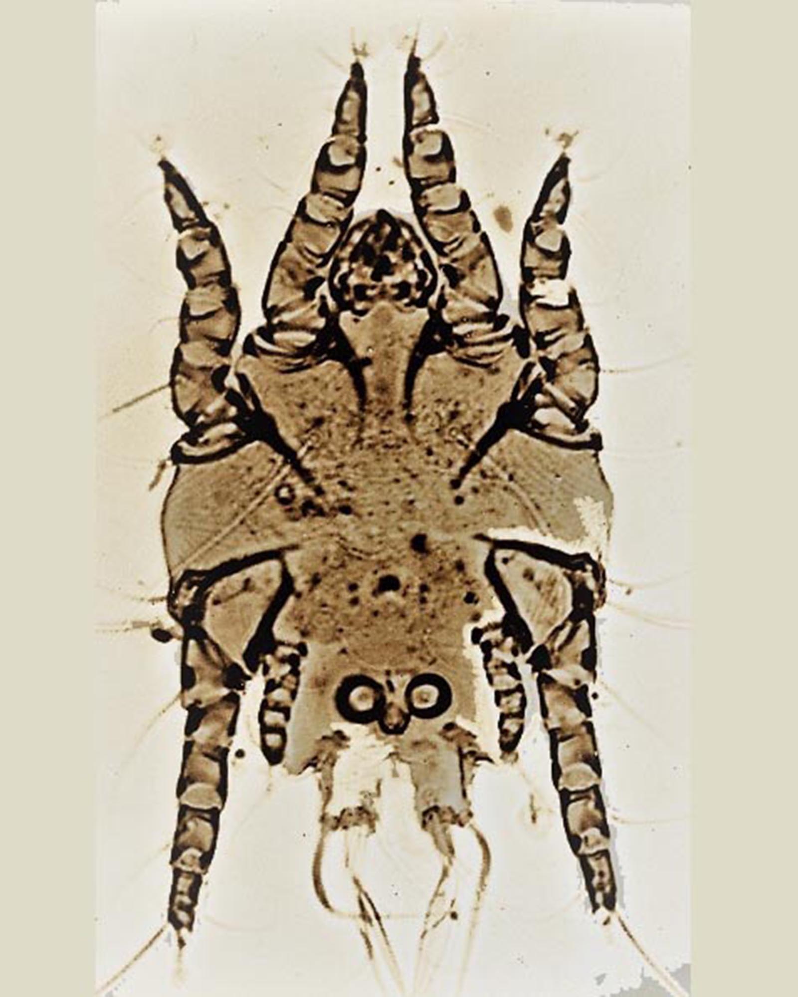 Chorioptes-bovis-male-xmite