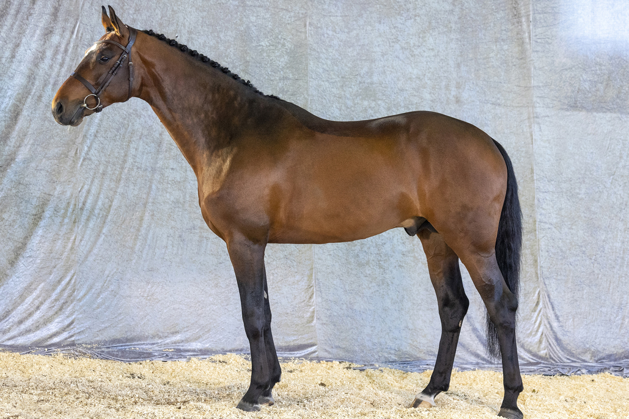 Str&ouml;msholm
Comme Promis Z
Photo: Roland Thunholm
Code: 718 35