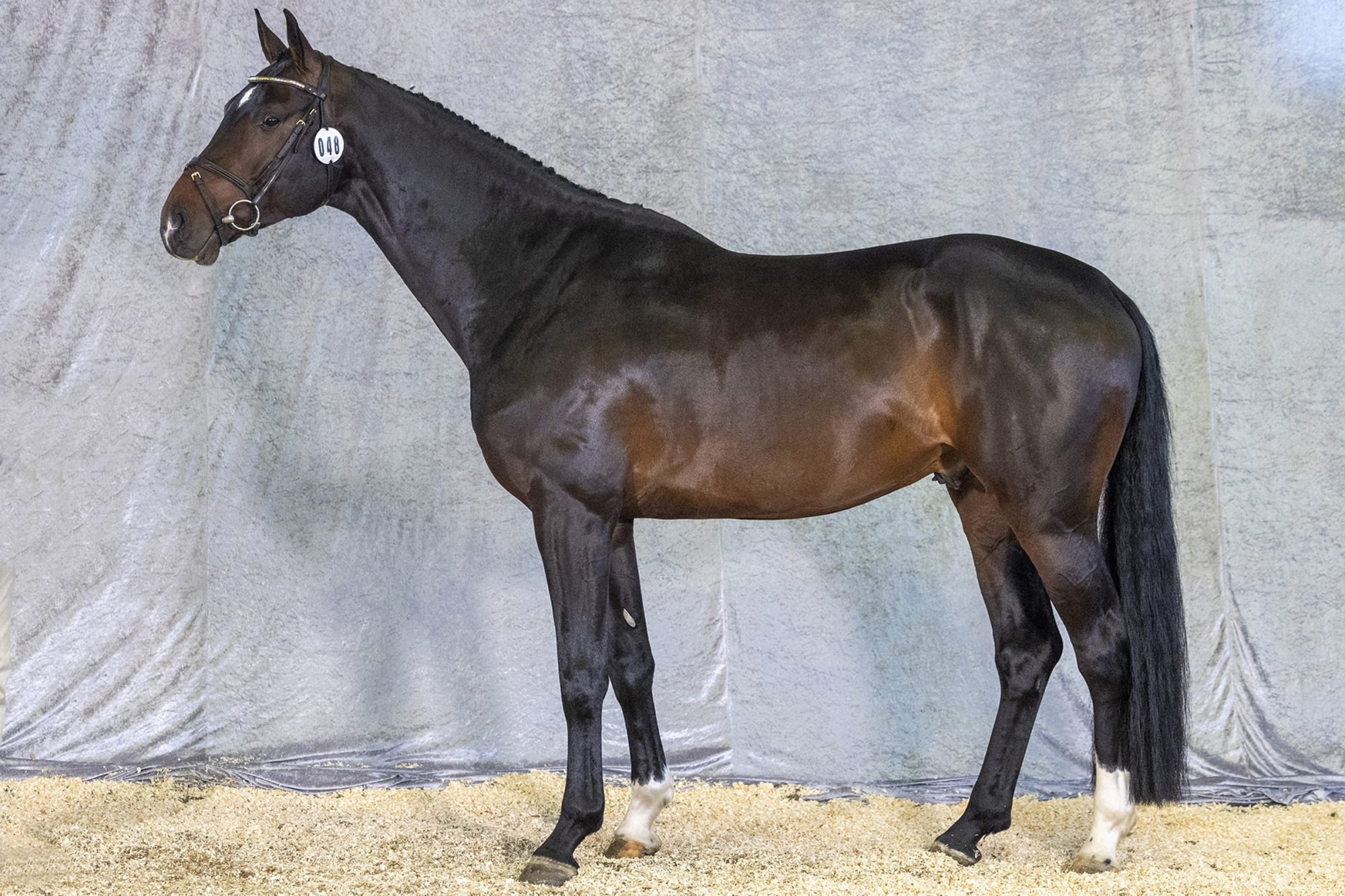 Str&ouml;msholm
Cortez Demerignat.
Photo: Roland Thunholm
Code: 718 35