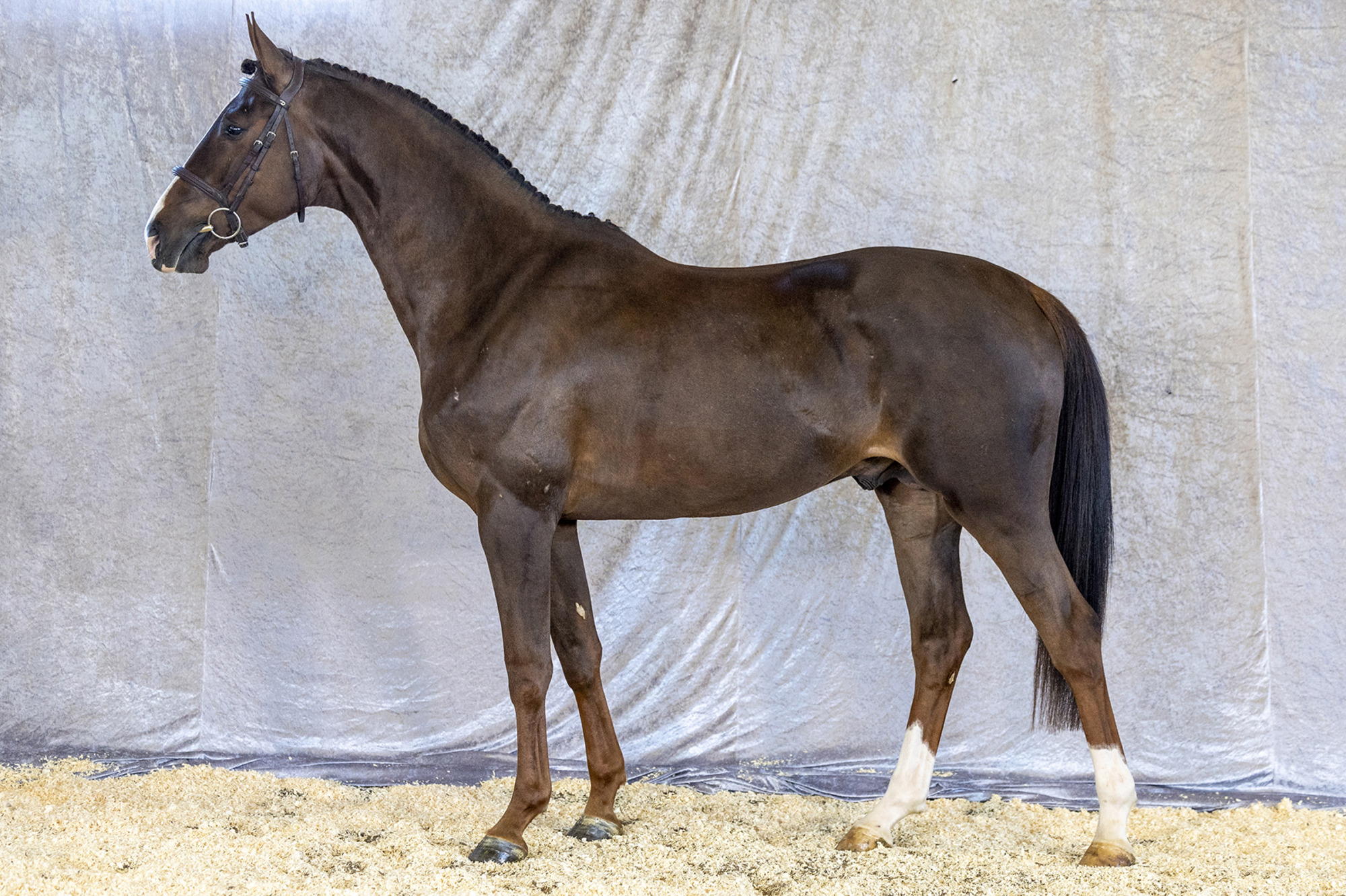 Str&ouml;msholm
Cosmos H&auml;star.
Photo: Roland Thunholm
Code: 718 35