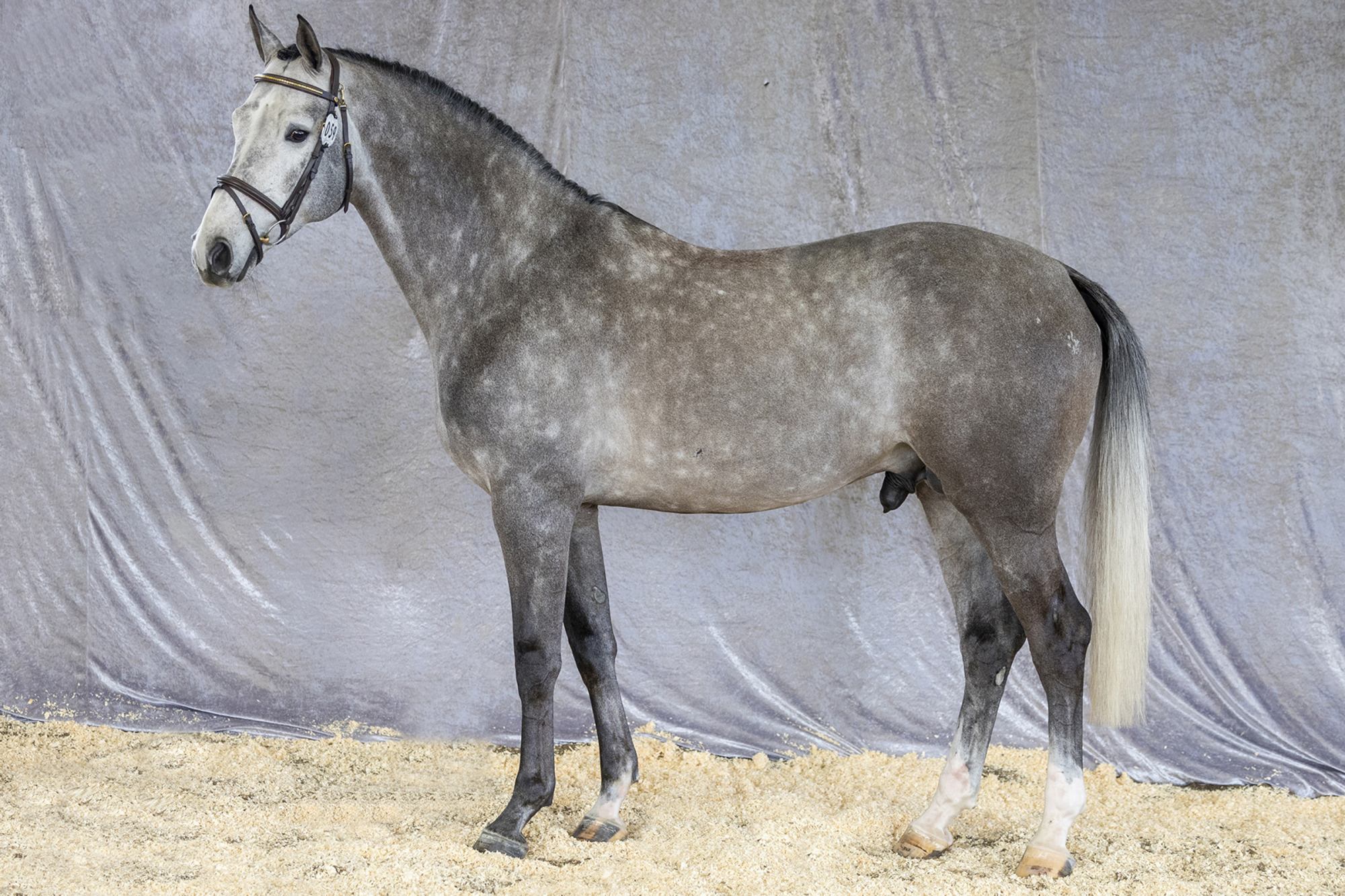 Diamant D&acute;arlequin 1 240321 Rt