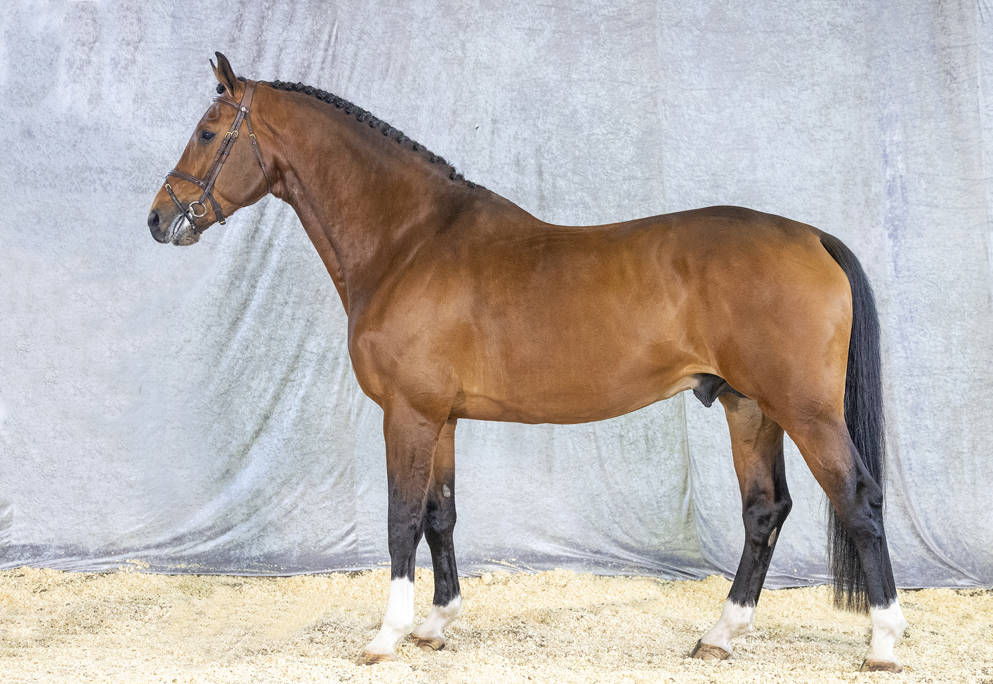 Str&ouml;msholm Don Giovanni. Z. Photo: Roland Thunholm Code: 718 35