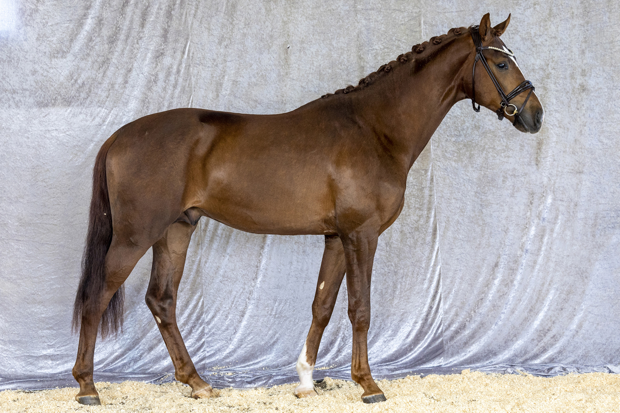 Str&ouml;msholm
Dynamate Ps.
Photo: Roland Thunholm
Code: 718 35