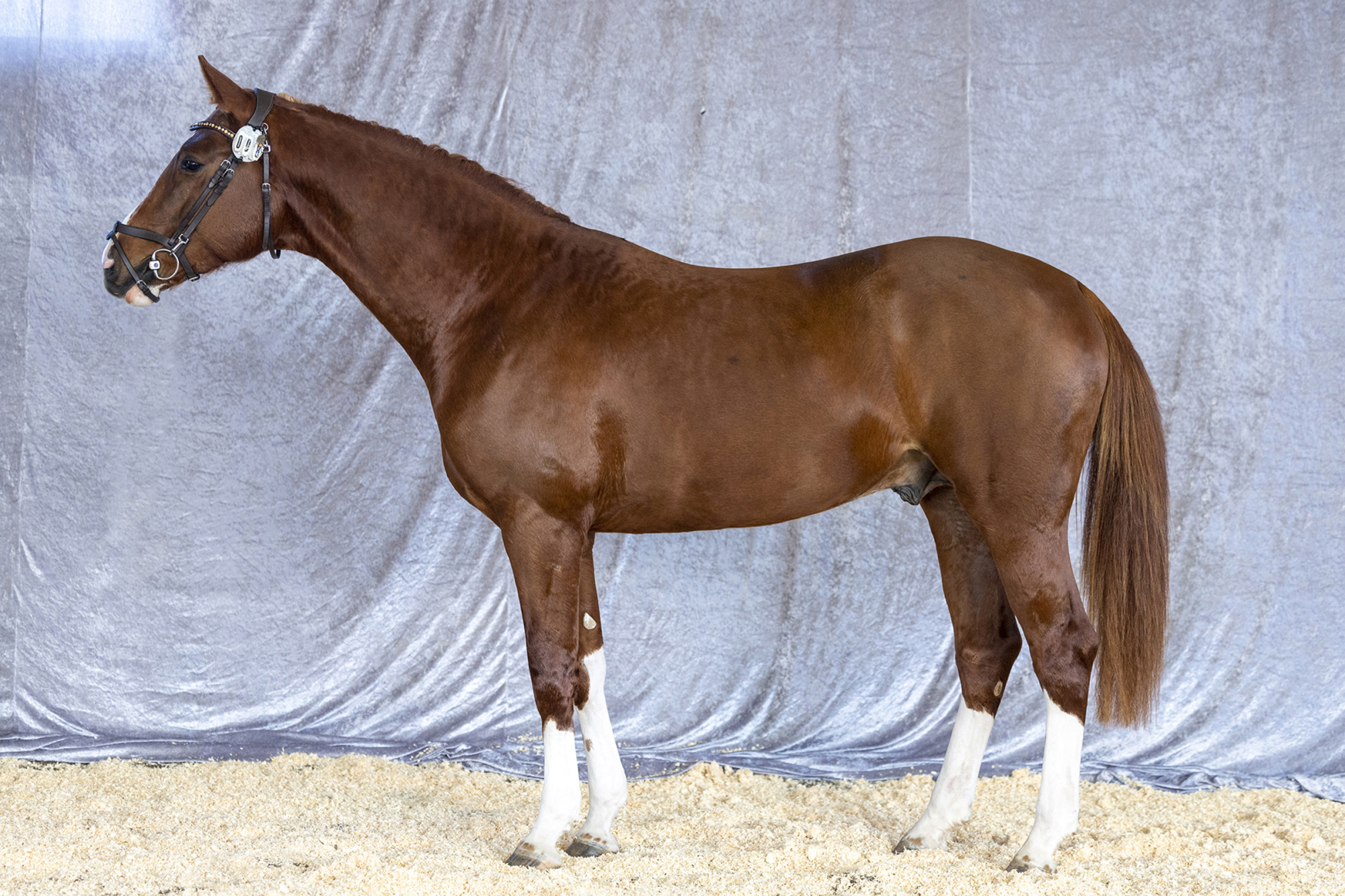 Str&ouml;msholm
Fait Accompli Bleu
Photo: Roland Thunholm
Code: 718 35