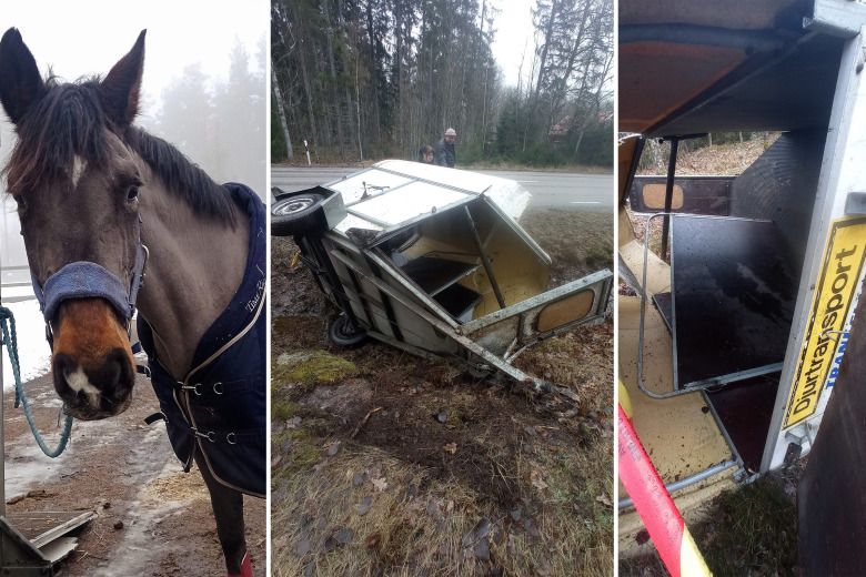 Transport med häst hamnade i diket – problem med dragkroken: ”Hade änglavakt”