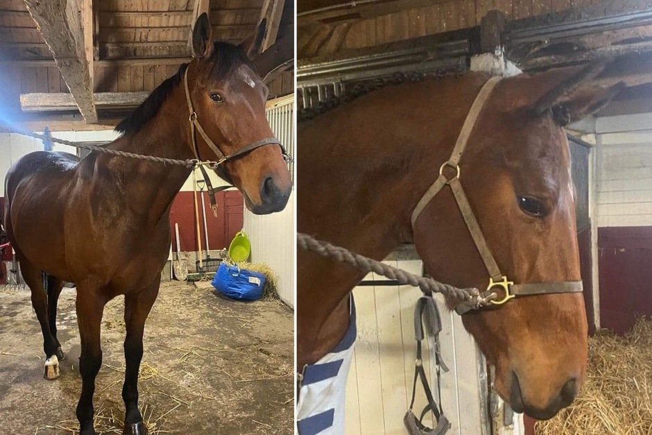 Sökinsats pågår efter försvunnen häst i Skåne: ”Kan ha sprungit i vilken riktning som helst”