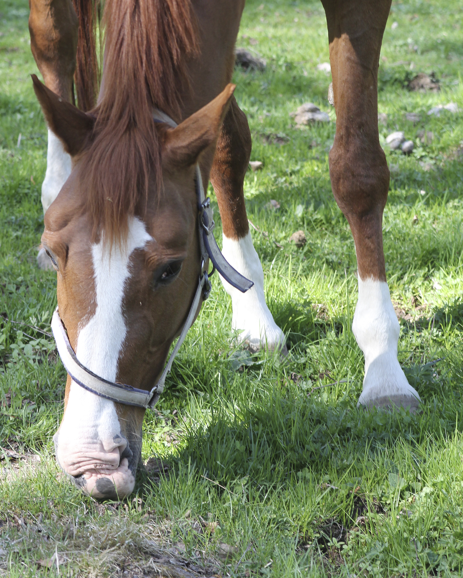 Kopparkulla Maj 2014
Foto: Ann-sofi Hjärn
Sto Och Föl Hage Bete
Betar äter