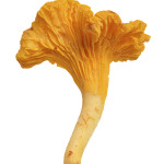 Chanterelles Or Chanterelles Mushroom