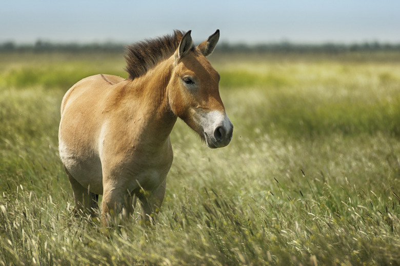 Åtta nya przewalskihästar på plats i Kazakstan
