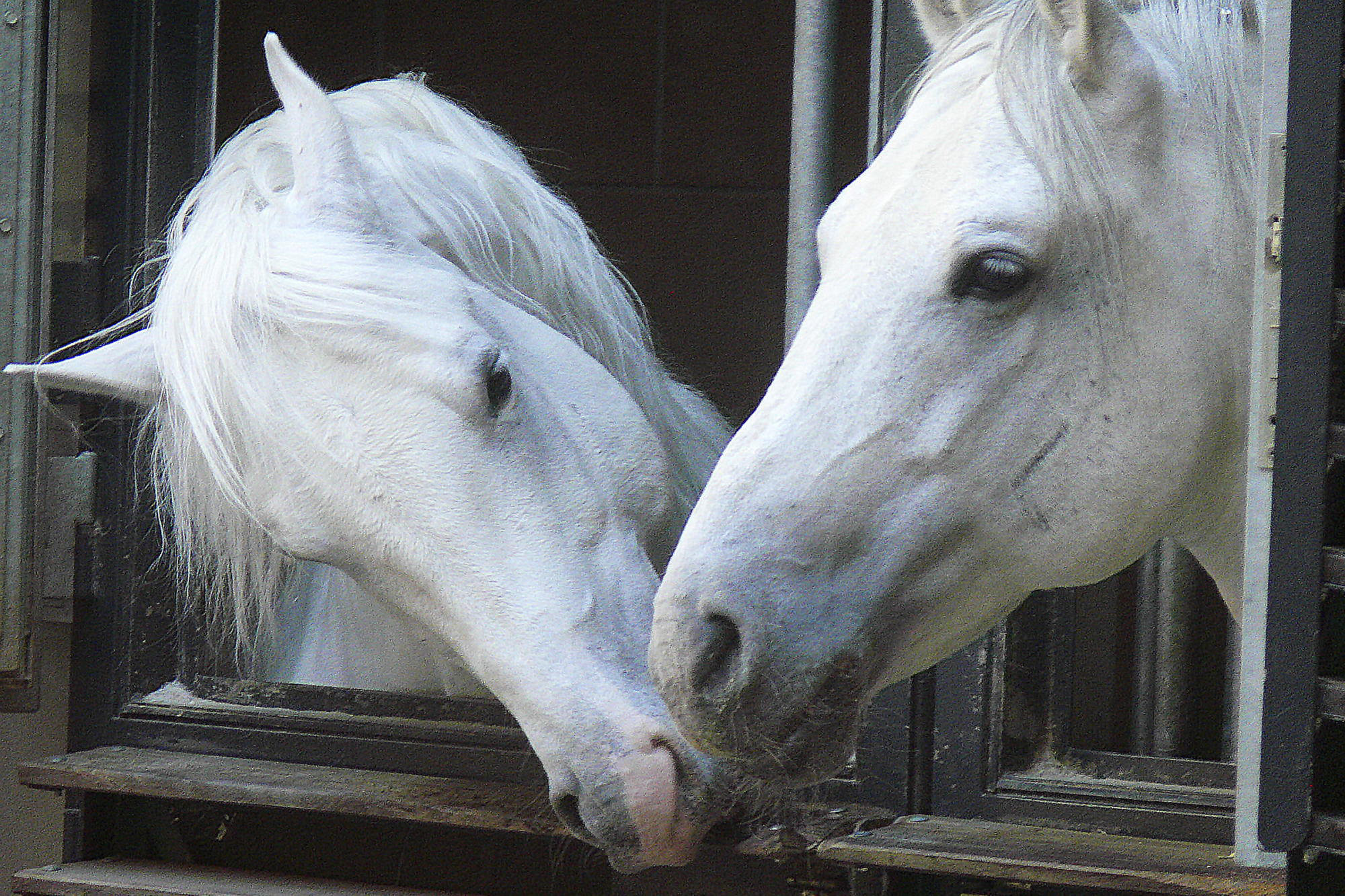Show Horses In Barn,vienna
