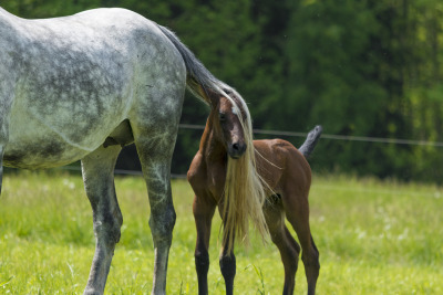 Ridsportpodden Fölspecial: Lyssna på alla tre poddar