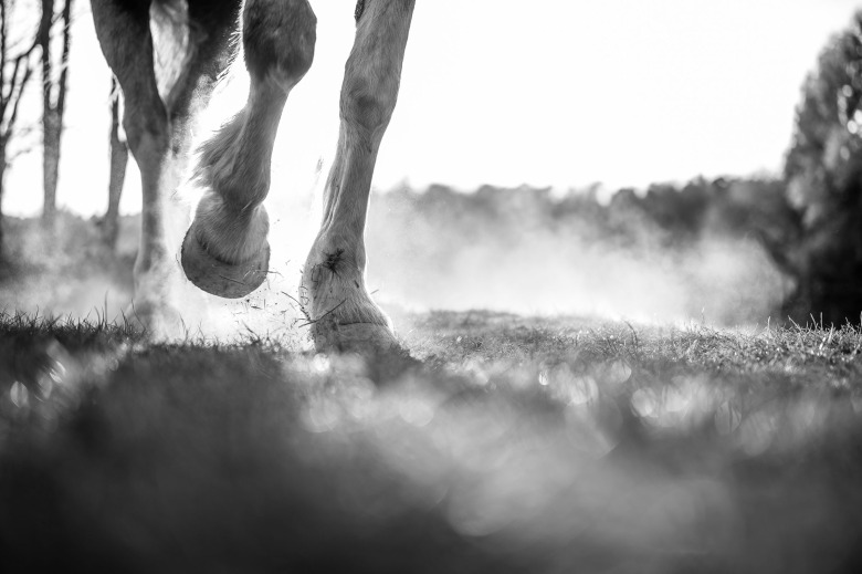 Ryttare avled efter ridolycka