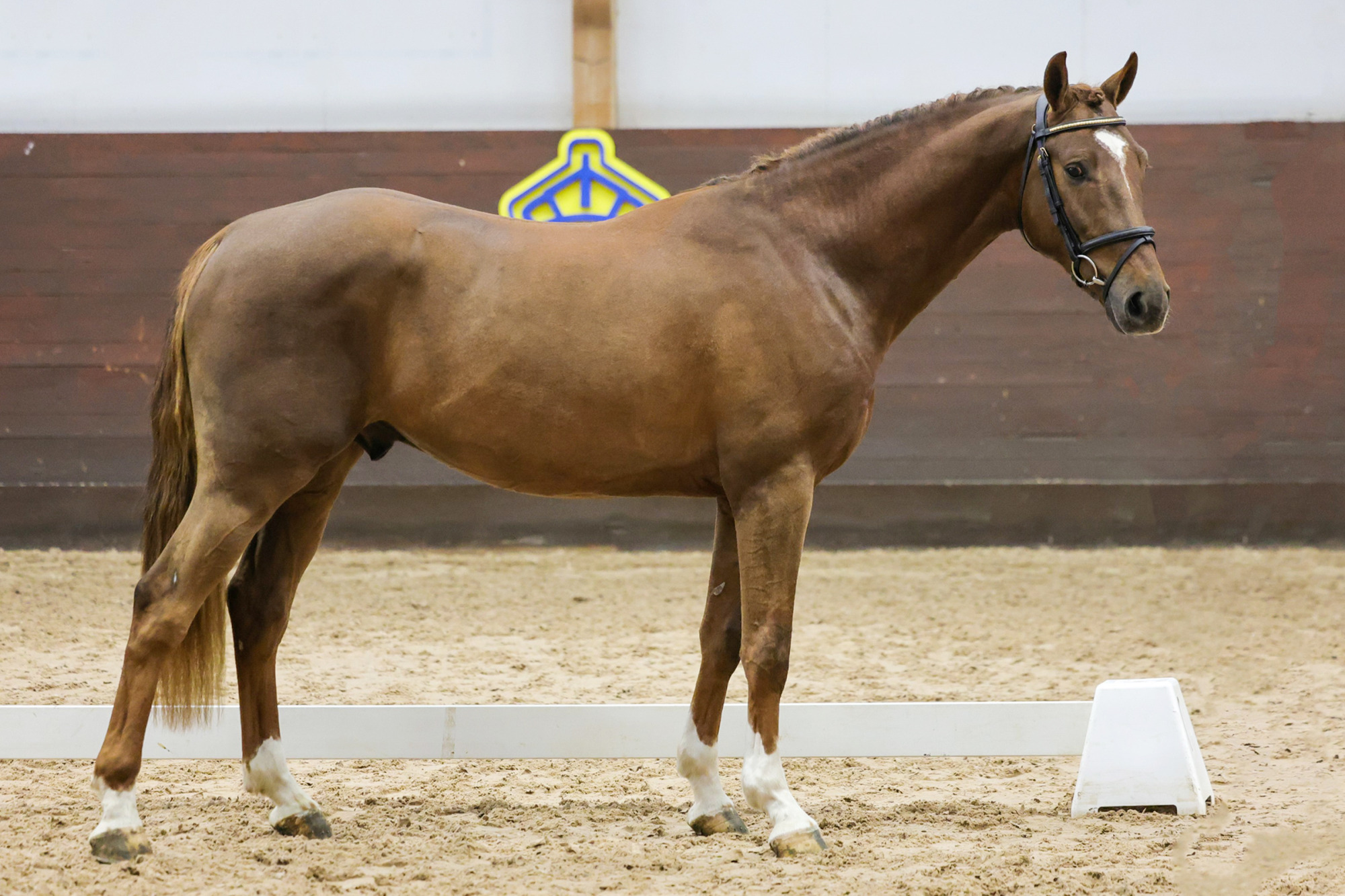 Jj Toodle-oo_fotograf Pernilla H&auml;gg