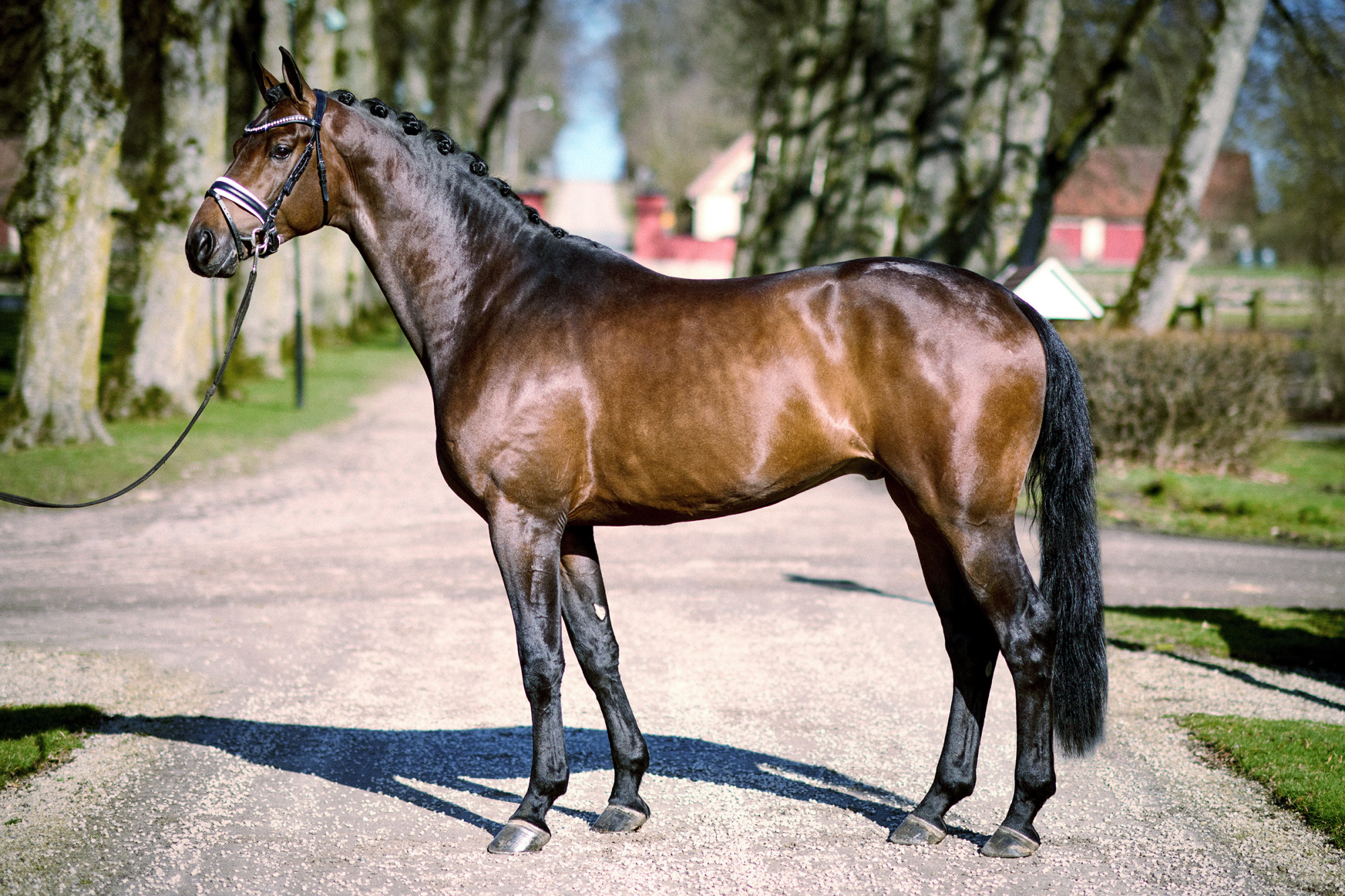 Joey_fotograf Kiia Valavaara