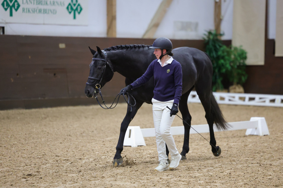 Allt om bruksprovshingstarna