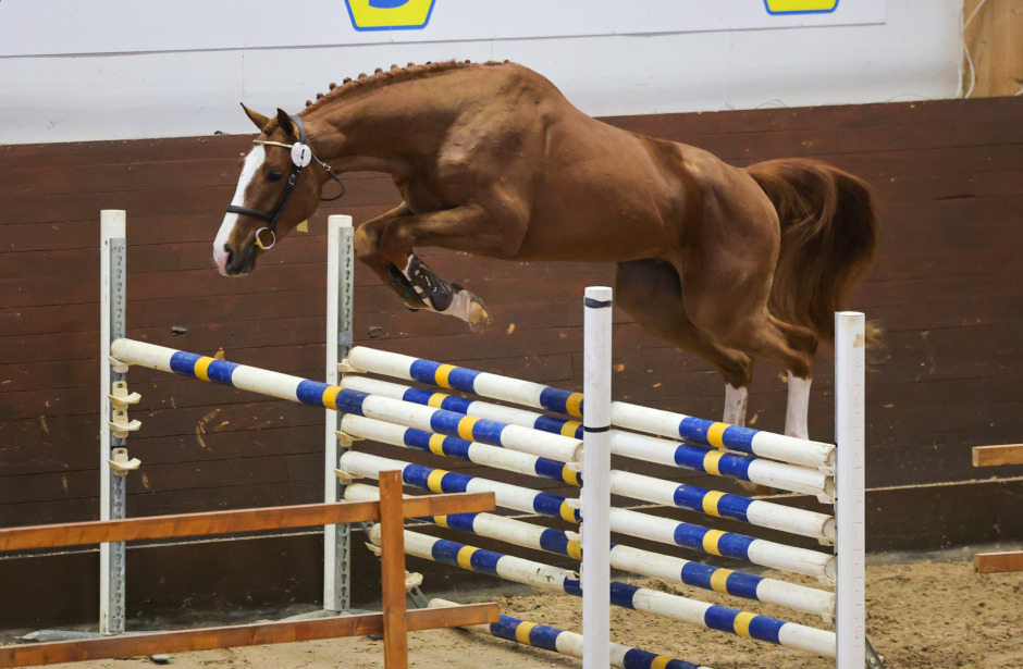 Nu är det ”vinna eller försvinna” för 3-åriga hopphingstar