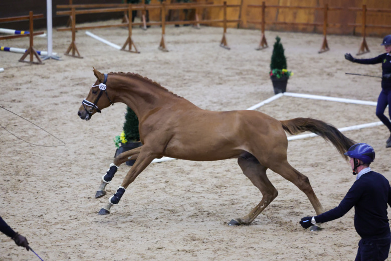 Löshoppning för gångartshingstar