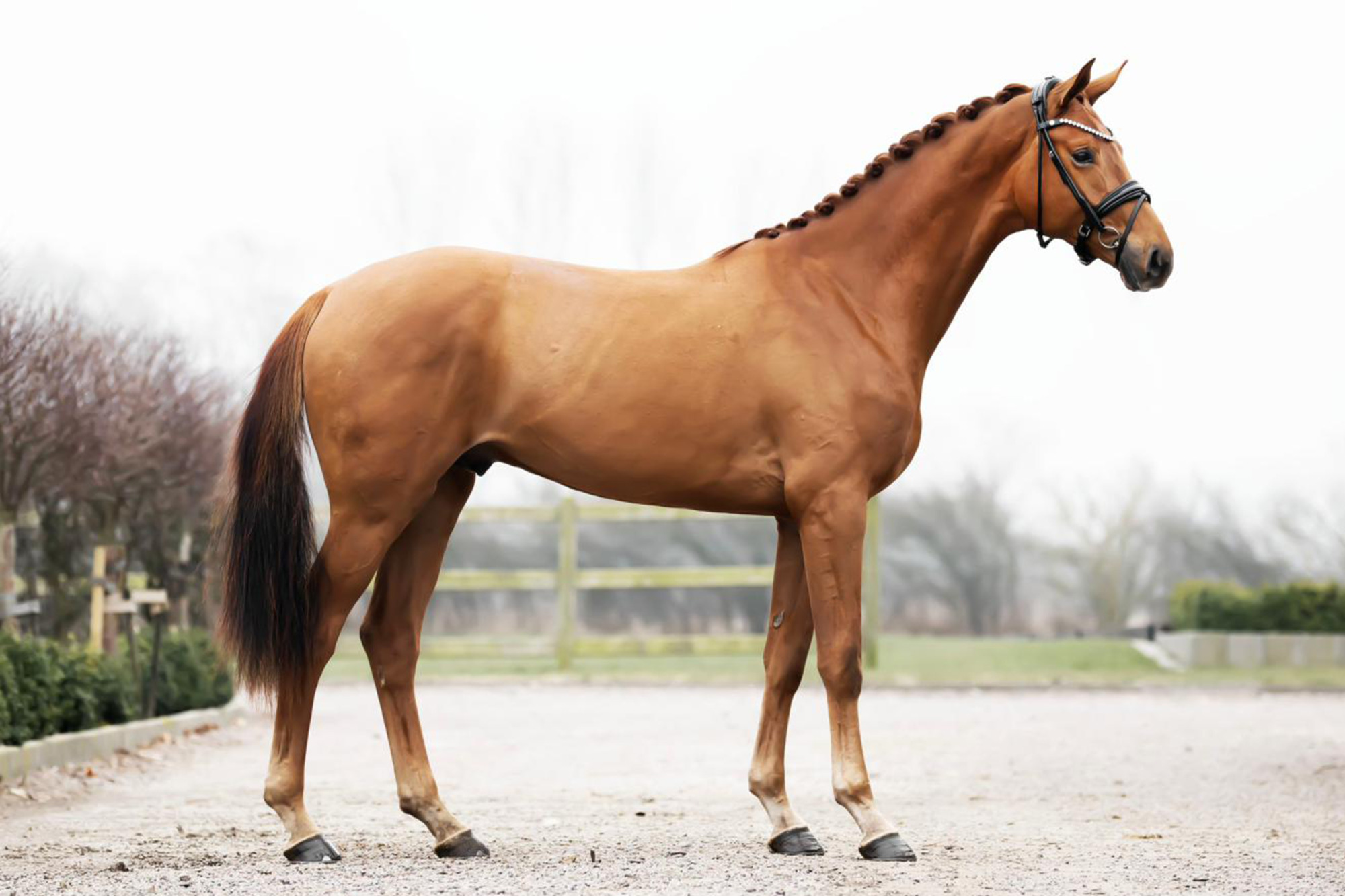 Morricello Iii Vh_fotograf