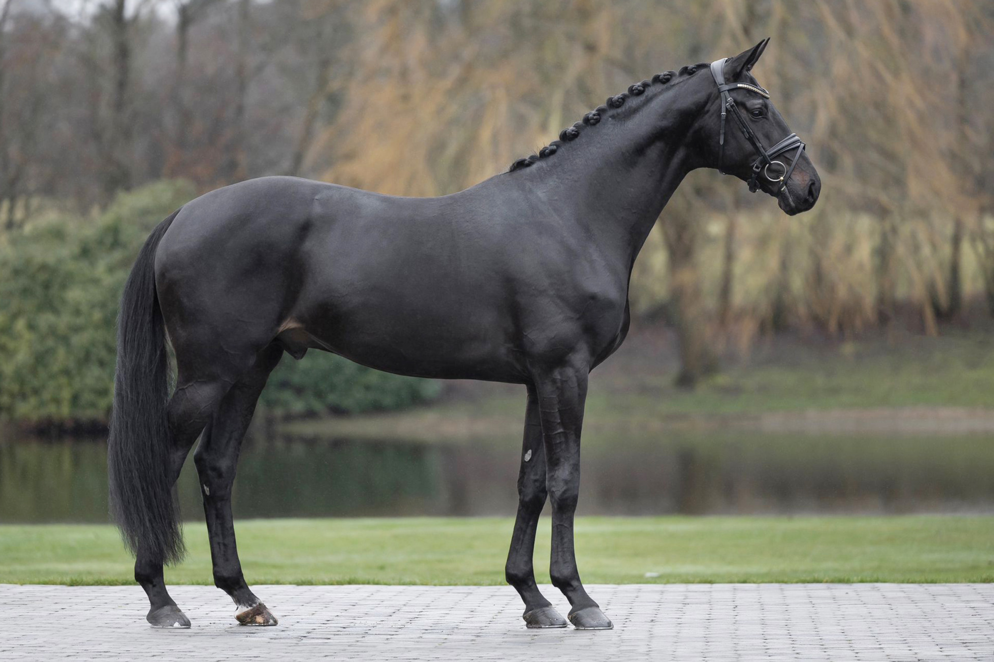 Morricello Ii Vh_fotograf Mia Bach