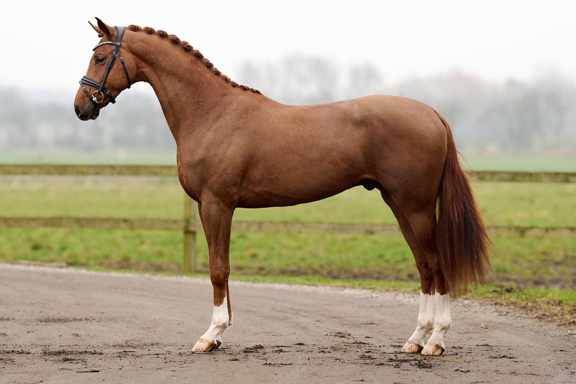 Scarabus Vh_fotograf Lovgretphoto