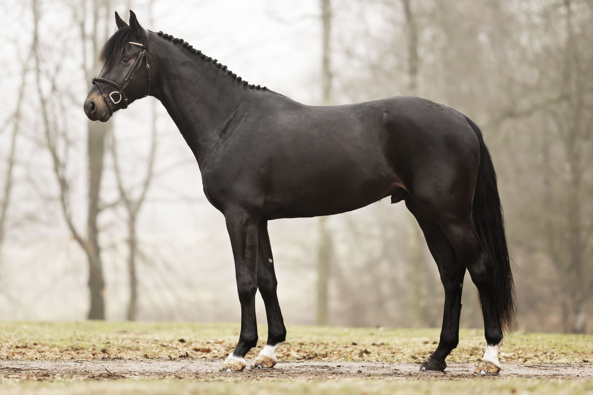 Skorphults Tigger_fotograf Sofie Gullberg