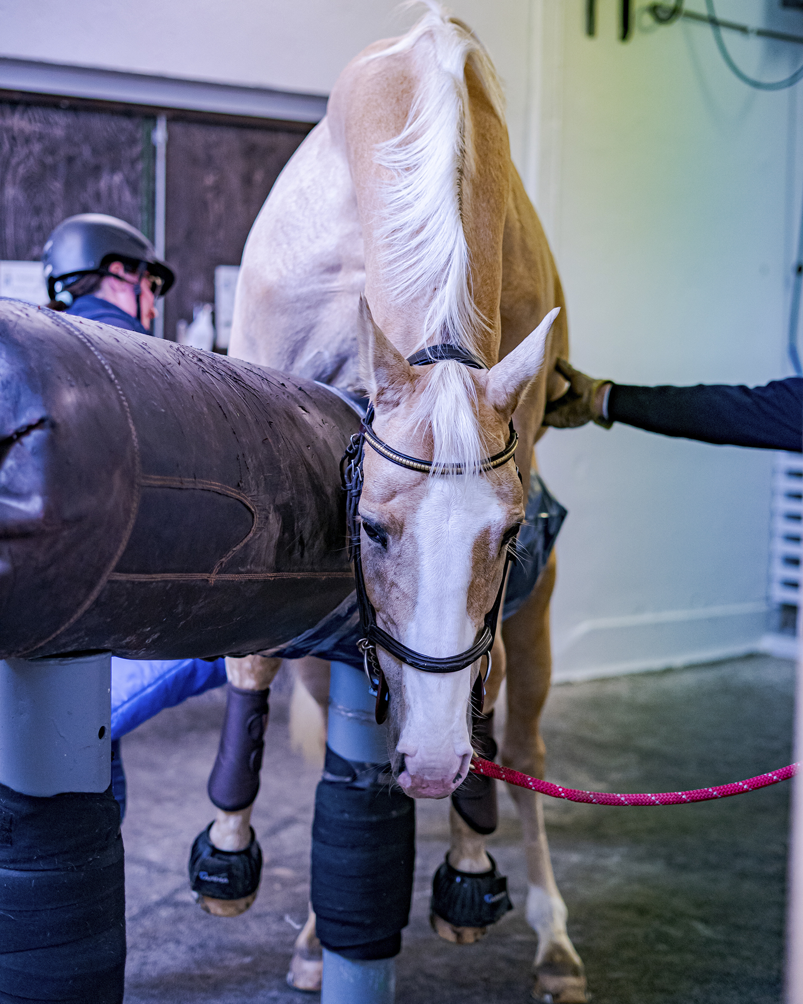 Tappning Av Hingst