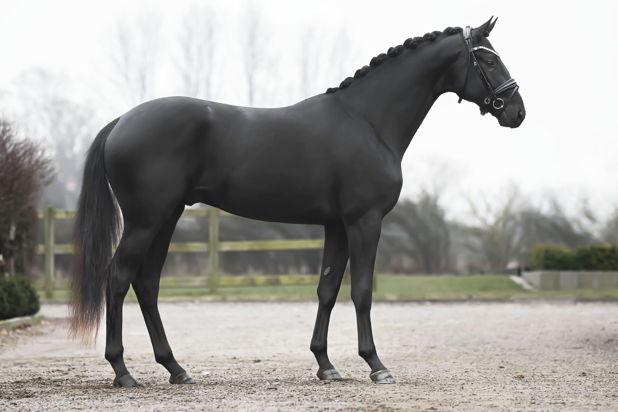 Total Dream_fotograf