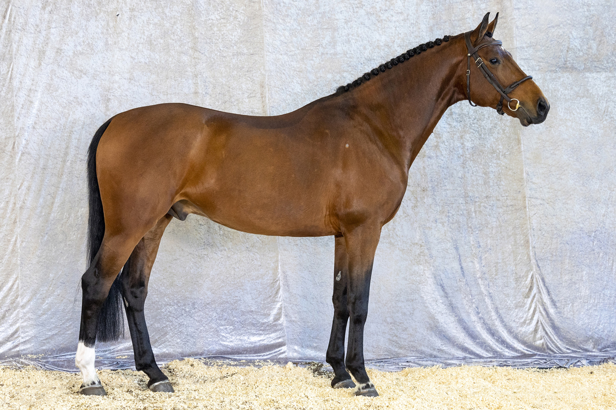 Str&ouml;msholm
Wim.
Photo: Roland Thunholm
Code: 718 35