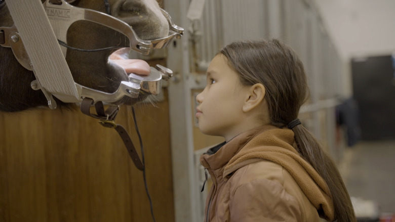 Hästkunskap fokus i ny SVT-satsning för barn
