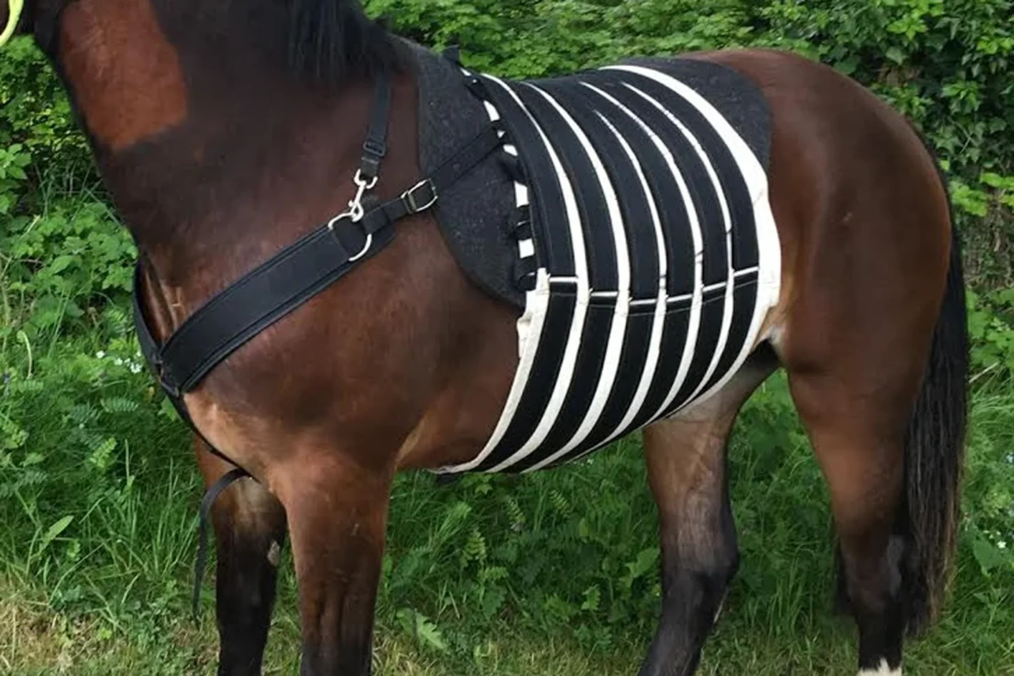 Cm Equine Products.jpg