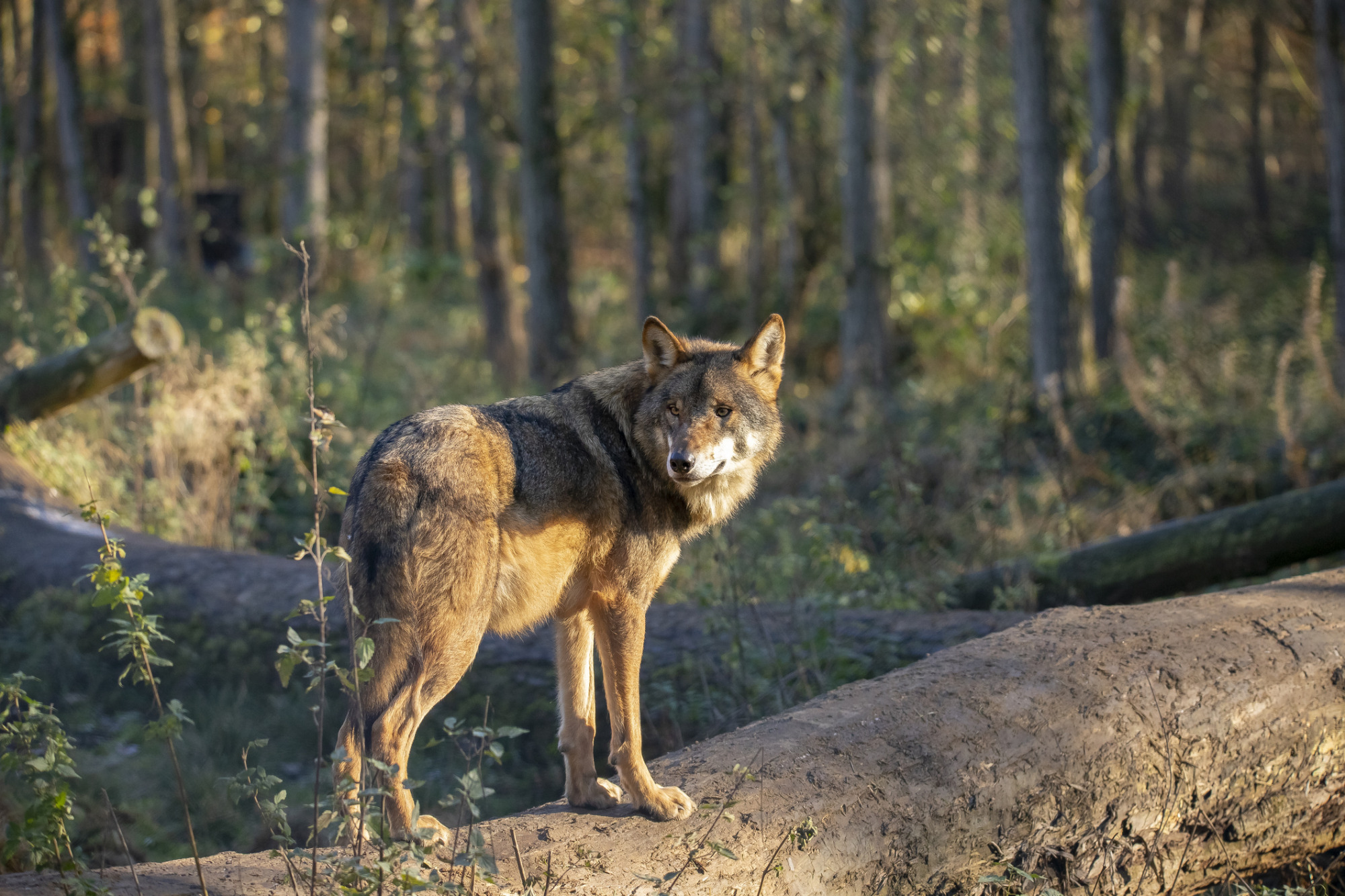 Wolf, European Wolf. Canis Lupus Lupus