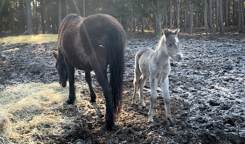 Kolla klippet: Årets första föl på Lojsta hed är fött