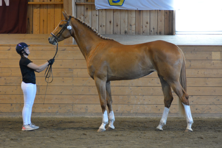 Hemerald far till två diplomhästar