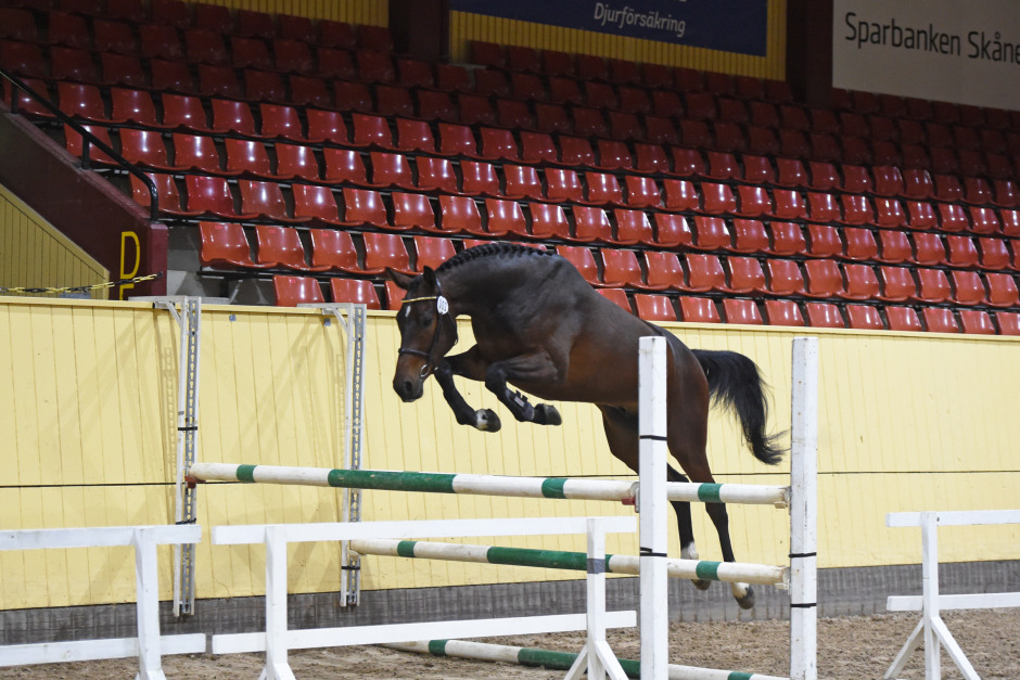 Blueberry Di hopptopp i Flyinge