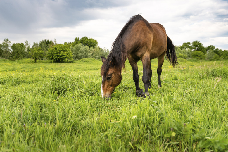 Betessläpp utan bakslag – hela guiden till vårens farligaste foderbyte