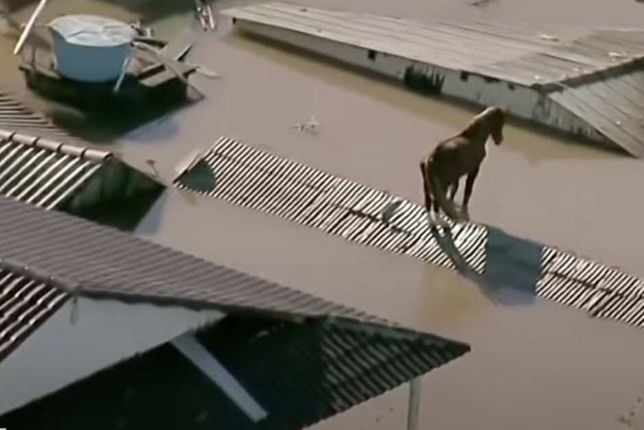 Kolla klippet: Häst räddad efter att ha fastnat på hustak