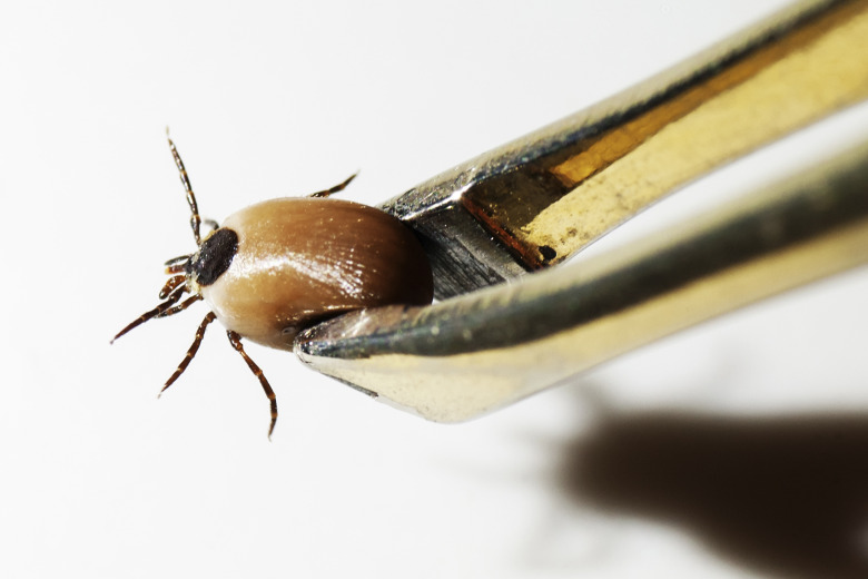 Se upp för fästingarna!