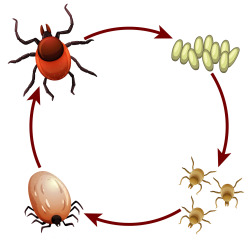 Diagram Showing Life Cycle Of Tick