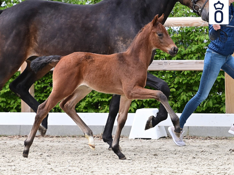 Kolla klippet: Miljonfölet på Oldenburgs auktion