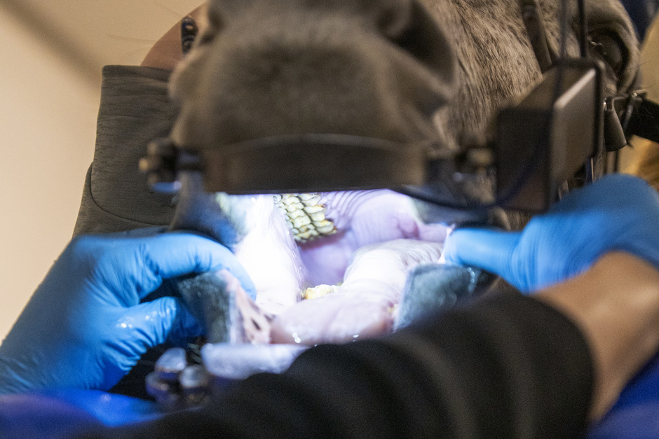 Olika åsikter om att jämföra veterinärpriser