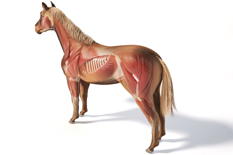 5 saker att ha koll på om PSSM