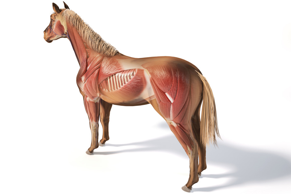 5 saker att ha koll på om PSSM