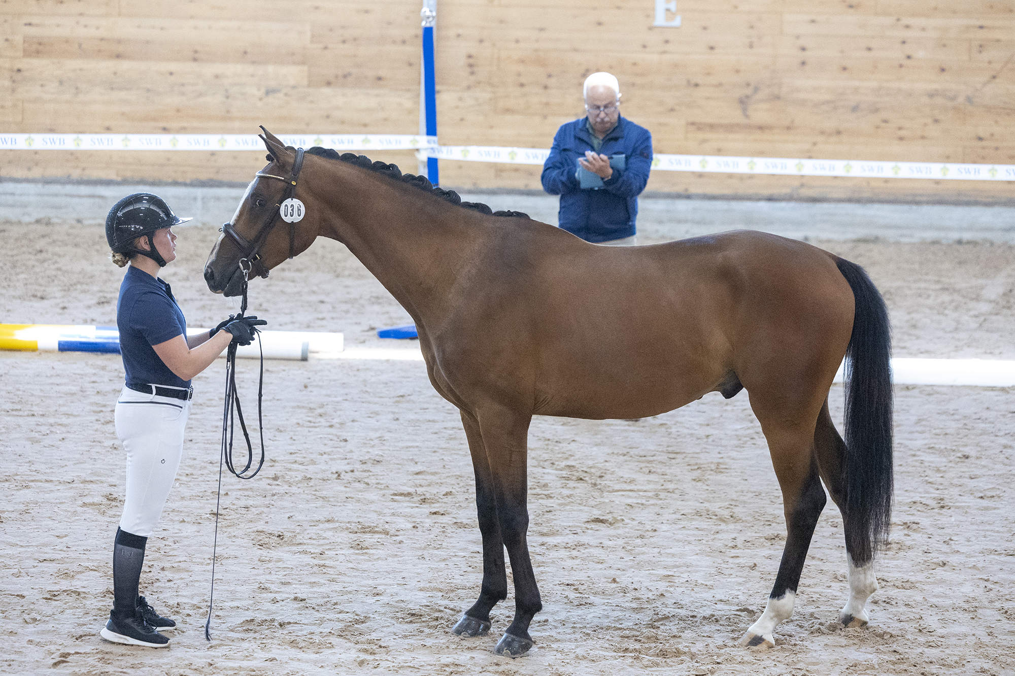 Tärnö, Swb Wästergårds Amorino. Photo: Roland Thunholm Code: 718 35