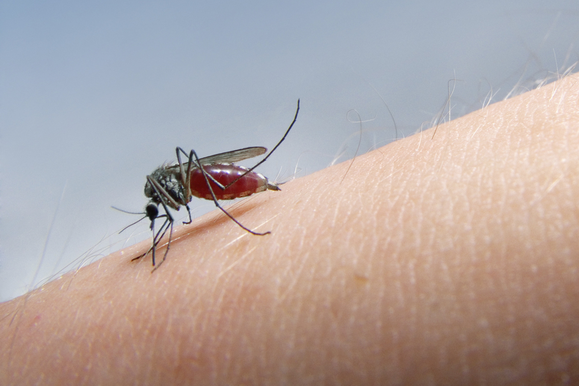 Mosquito Sucking Blood